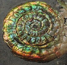 Load image into Gallery viewer, Rainbow-coloured iridescent Caloceras display ammonite fossil