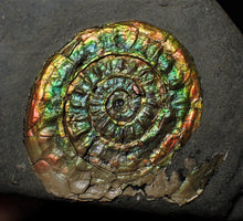 Load image into Gallery viewer, Rainbow-coloured iridescent Caloceras display ammonite fossil