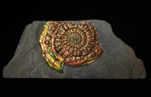 Load image into Gallery viewer, Stunning rainbow-coloured iridescent Caloceras display ammonite