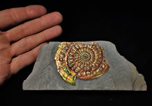 Load image into Gallery viewer, Stunning rainbow-coloured iridescent Caloceras display ammonite