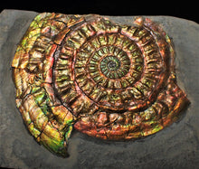 Load image into Gallery viewer, Stunning rainbow-coloured iridescent Caloceras display ammonite