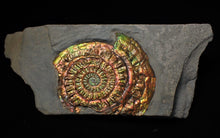 Load image into Gallery viewer, Stunning rainbow-coloured iridescent Caloceras display ammonite