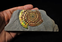 Load image into Gallery viewer, Stunning rainbow-coloured iridescent Caloceras display ammonite