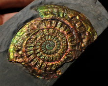 Load image into Gallery viewer, Stunning rainbow-coloured iridescent Caloceras display ammonite