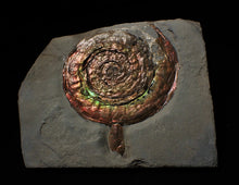 Load image into Gallery viewer, Large rainbow-coloured Iridescent Psiloceras display ammonite fossil