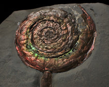 Load image into Gallery viewer, Large rainbow-coloured Iridescent Psiloceras display ammonite fossil