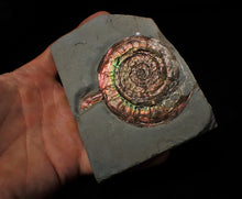 Load image into Gallery viewer, Large rainbow-coloured Iridescent Psiloceras display ammonite fossil