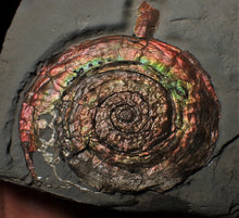 Load image into Gallery viewer, Large rainbow-coloured Iridescent Psiloceras display ammonite fossil