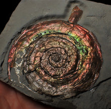 Load image into Gallery viewer, Large rainbow-coloured Iridescent Psiloceras display ammonite fossil