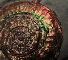 Load image into Gallery viewer, Large rainbow-coloured Iridescent Psiloceras display ammonite fossil