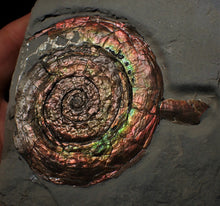 Load image into Gallery viewer, Large rainbow-coloured Iridescent Psiloceras display ammonite fossil