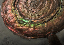 Load image into Gallery viewer, Large rainbow-coloured Iridescent Psiloceras display ammonite fossil