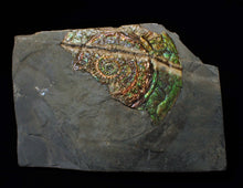 Load image into Gallery viewer, Stunning green multi-coloured iridescent Caloceras display ammonite