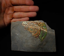 Load image into Gallery viewer, Stunning green multi-coloured iridescent Caloceras display ammonite