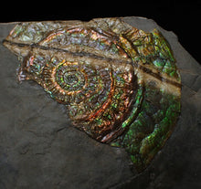 Load image into Gallery viewer, Stunning green multi-coloured iridescent Caloceras display ammonite