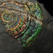 Load image into Gallery viewer, Stunning green multi-coloured iridescent Caloceras display ammonite