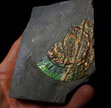 Load image into Gallery viewer, Stunning green multi-coloured iridescent Caloceras display ammonite