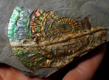 Load image into Gallery viewer, Stunning green multi-coloured iridescent Caloceras display ammonite