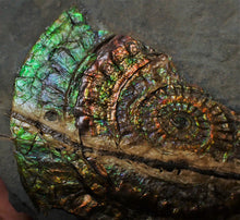Load image into Gallery viewer, Stunning green multi-coloured iridescent Caloceras display ammonite