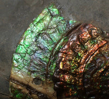 Load image into Gallery viewer, Stunning green multi-coloured iridescent Caloceras display ammonite