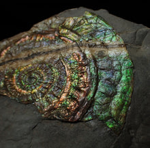 Load image into Gallery viewer, Stunning green multi-coloured iridescent Caloceras display ammonite