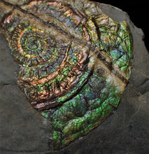 Load image into Gallery viewer, Stunning green multi-coloured iridescent Caloceras display ammonite