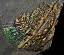 Load image into Gallery viewer, Stunning green multi-coloured iridescent Caloceras display ammonite