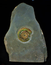 Load image into Gallery viewer, Large rainbow-coloured iridescent Caloceras display ammonite fossil