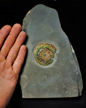 Load image into Gallery viewer, Large rainbow-coloured iridescent Caloceras display ammonite fossil