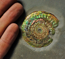 Load image into Gallery viewer, Large rainbow-coloured iridescent Caloceras display ammonite fossil