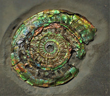 Load image into Gallery viewer, Large rainbow-coloured iridescent Caloceras display ammonite fossil