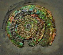 Load image into Gallery viewer, Large rainbow-coloured iridescent Caloceras display ammonite fossil