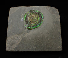 Load image into Gallery viewer, Green iridescent Caloceras display ammonite