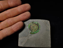 Load image into Gallery viewer, Green iridescent Caloceras display ammonite