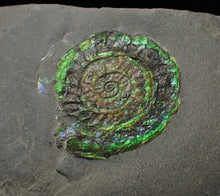 Load image into Gallery viewer, Green iridescent Caloceras display ammonite