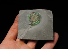 Load image into Gallery viewer, Green iridescent Caloceras display ammonite