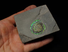 Load image into Gallery viewer, Green iridescent Caloceras display ammonite