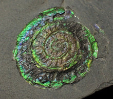Load image into Gallery viewer, Green iridescent Caloceras display ammonite