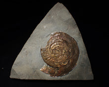 Load image into Gallery viewer, Large Psiloceras ammonite display piece with worm casts (82 mm)