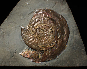 Large Psiloceras ammonite display piece with worm casts (82 mm)
