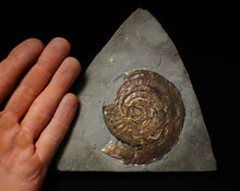Load image into Gallery viewer, Large Psiloceras ammonite display piece with worm casts (82 mm)