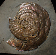 Load image into Gallery viewer, Large Psiloceras ammonite display piece with worm casts (82 mm)