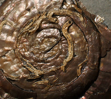 Load image into Gallery viewer, Large Psiloceras ammonite display piece with worm casts (82 mm)