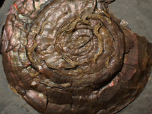 Load image into Gallery viewer, Large Psiloceras ammonite display piece with worm casts (82 mm)