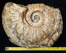 Load image into Gallery viewer, Huge Asteroceras stellare display ammonite fossil (342 mm)