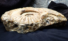 Load image into Gallery viewer, Huge Asteroceras stellare display ammonite fossil (342 mm)