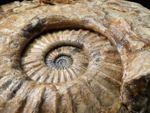 Load image into Gallery viewer, Huge Asteroceras stellare display ammonite fossil (342 mm)