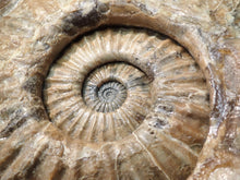 Load image into Gallery viewer, Huge Asteroceras stellare display ammonite fossil (342 mm)