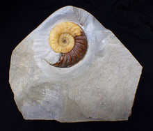 Load image into Gallery viewer, Asteroceras obtusum display ammonite fossil (82 mm)