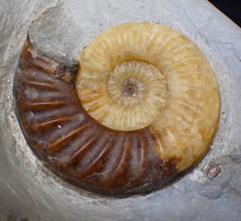 Load image into Gallery viewer, Asteroceras obtusum display ammonite fossil (82 mm)